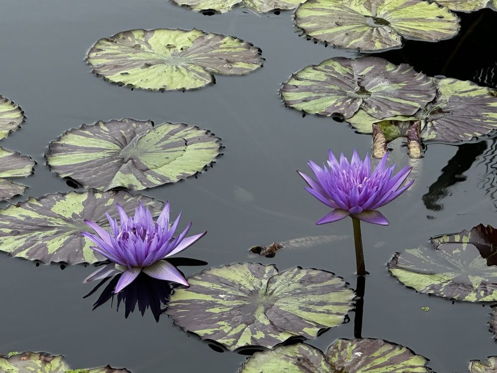 Naples Botanical Garden Image