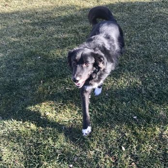 Petco - Before - Pet Stores Near Me - Las Vegas, Nevada Petco - Before - Pet Stores Near Me - Las Vegas, Nevada