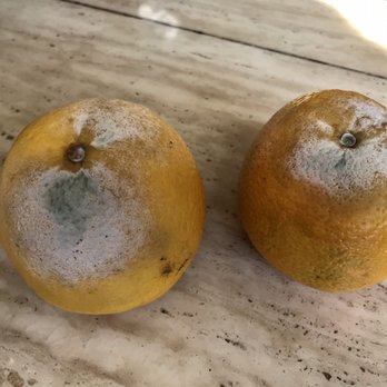 Lion Supermarket - Oranges Rotten within 24 hours! - International Grocery Near Me - San Jose, California Lion Supermarket - Oranges Rotten within 24 hours! - International Grocery Near Me - San Jose, California
