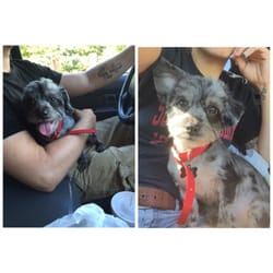 Critter Coiffures - This was Abe after being groomed. He looks so handsome.