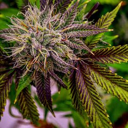 The Hempire Collective Weed Dispensary - The Hempire Collective Weed Dispensary