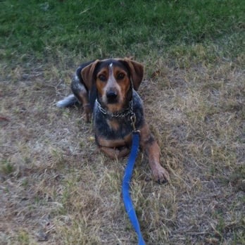 The k9BOSS Training - Working on a down stay long distance. - Pet Training Near Me