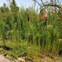 Our backyard needed some cleaning. Look at how tall those weeds are! Our backyard needed some cleaning. Look at how tall those weeds are!