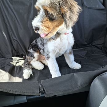 Scenthound Escondido - Our cute guy. - Pet Groomers Near Me - Escondido, California