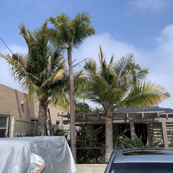 Kostos Tree Service - BefOur trees before - Tree Services Near Me - Lemon Grove, California Kostos Tree Service - BefOur trees before - Tree Services Near Me - Lemon Grove, California