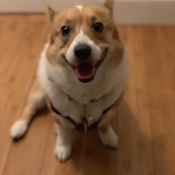 Olga's Pet Grooming - Smelling Good!!! - Pet Groomers Near Me - Jacksonville, Florida Olga's Pet Grooming - Smelling Good!!! - Pet Groomers Near Me - Jacksonville, Florida