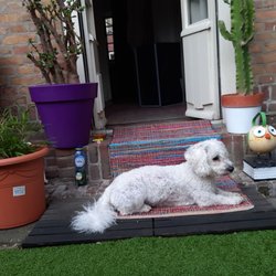 4 Pets - Mijn Benny-boy en ik dus ook, zijn altijd blij net de producten en prijzen...zeker nu er meer natuurlijke producten aanwezig zijn. E