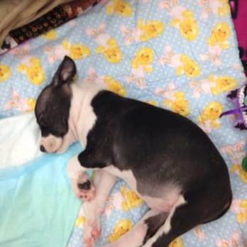 Petco - Adopt me! - Pet Stores Near Me - Sacramento, California Petco - Adopt me! - Pet Stores Near Me - Sacramento, California