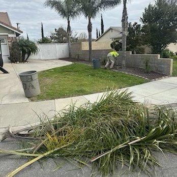 HLI Tree Experts - Palm tree trimming - Tree Services Near Me HLI Tree Experts - Palm tree trimming - Tree Services Near Me