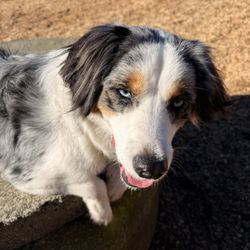 Mendocino Dog Park