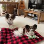 Photo of Precious Paws Dog & Cat Grooming