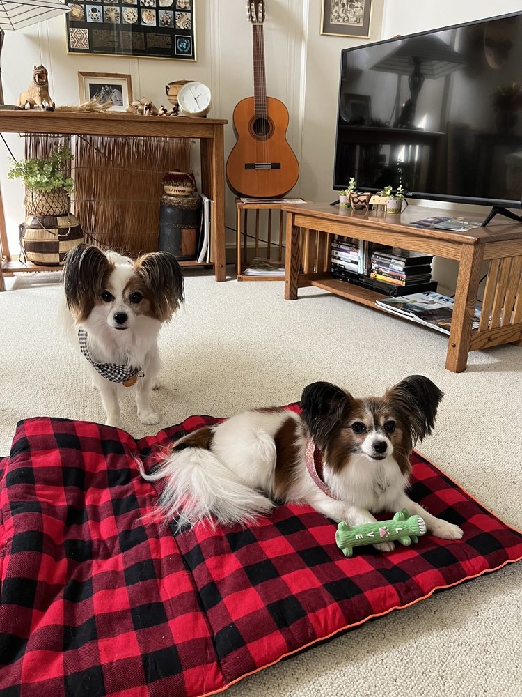 PRECIOUS PAWS DOG & CAT GROOMING Updated October 2024 2021 W 21st