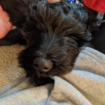 Pewaukee Veterinary Service - Arlo, the not so Golden Golden Doodle Pup - Veterinarians Near Me - Pewaukee, Wisconsin Pewaukee Veterinary Service - Arlo, the not so Golden Golden Doodle Pup - Veterinarians Near Me - Pewaukee, Wisconsin