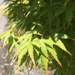 West Valley Nursery - Maple leaves!
