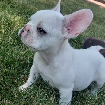 Got Frenchie? - Pet Breeders Near Me Got Frenchie? - Pet Breeders Near Me