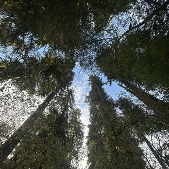 Hoh Rainforest - Hiking Near Me - Forks, Washington