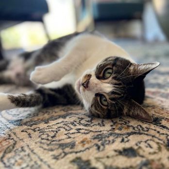 The Comforted Kitty - Princess Tesla - Pet Sitting Near Me The Comforted Kitty - Princess Tesla - Pet Sitting Near Me