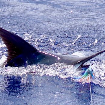 Piper Charters - blue marlin - Boating Near Me