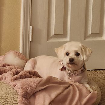 Heavenly Pets Grooming - Phoebe,  right after her grooming with Tanya! - Pet Groomers Near Me - D'Iberville, Mississippi