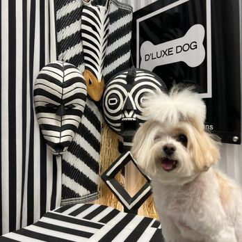 D'luxe Dog Pet Concierge & Boutique - Sprinkles groom post-surgery! So happy and gorgeous! - Pet Groomers Near Me - Miami, Florida
