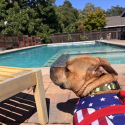 Shipley Pool Service