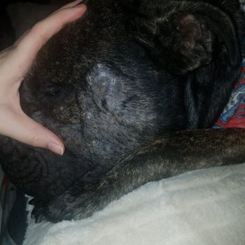 Madison Avenue Veterinary Clinic - The infection on her face - Veterinarians Near Me - Fair Oaks, California