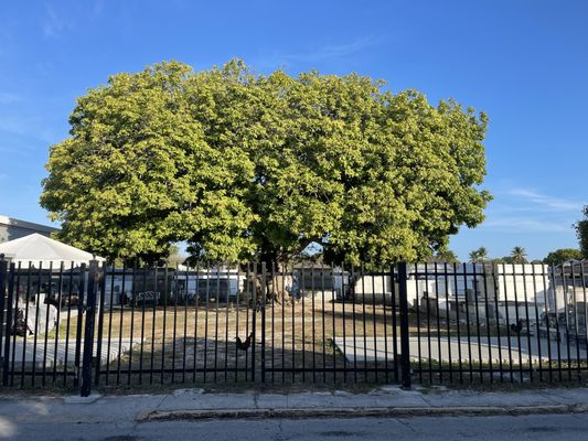 Key West Cemetery by null