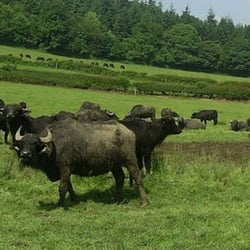 North Wales Buffalo