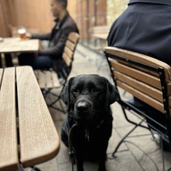 The Bricklayer's Arms - Our pup in the garden
