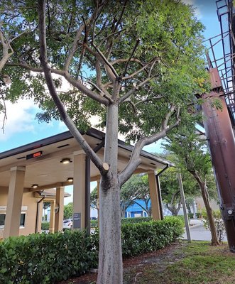 Tree Trimming & Pruning Experts - Located In Hollywood, FL, Serving The Miami & Broward Areas - Trimming trees properly is a critical factor to your trees life span. You should never let just anyone Trim your trees. Improper cuts can lead to insects and diseases attacking the tree which can cause it to die. 



At High Standards Tree Care, our tree service experts can tackle all projects from big to small. Our Certified Arborist can provide advice and execution on tree trimming and pruning. Skillfully and efficiently accomplished for residential, commercial & municipal clientele.



Pruning is necessary for optimal tree health. The process eliminates dead limbs, crossing branches, and unwanted growth. Proper pruning directs the vitality of a tree into its live branches which improves its health.



For any Tree Trimming questions and for a FREE Tree Trimming quote, give us a call at (786) 695-7560.