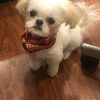 PawDiva Pet Grooming - Puppy - Pet Groomers Near Me - Suffern, New York PawDiva Pet Grooming - Puppy - Pet Groomers Near Me - Suffern, New York