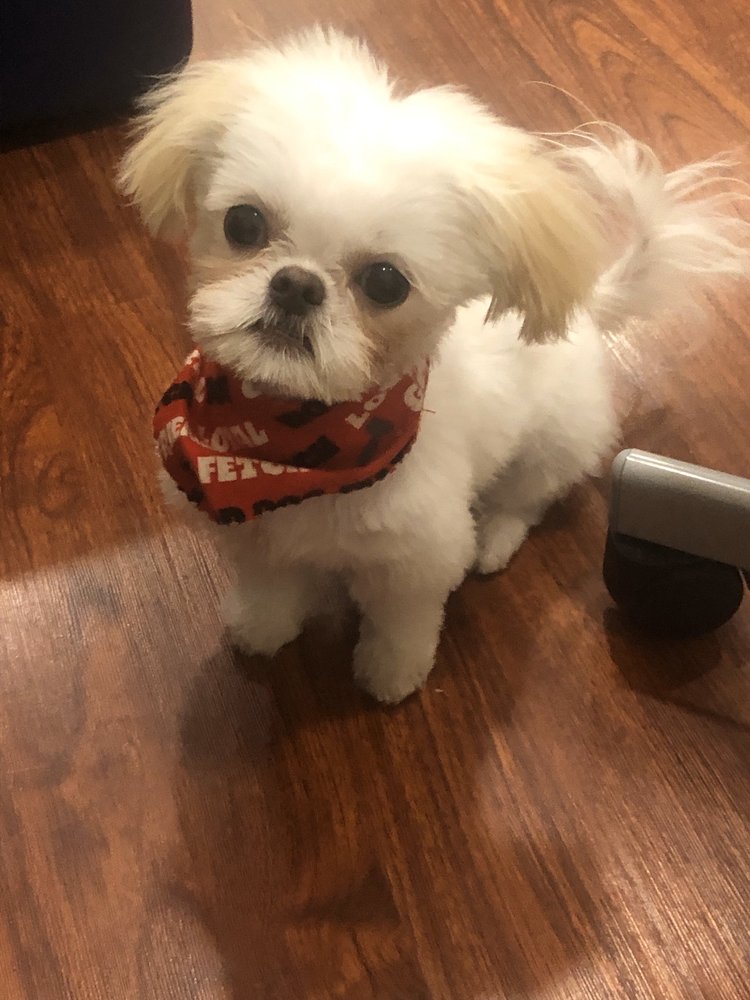 PAWDIVA PET GROOMING Updated July 2024 16 Photos & 15 Reviews 4