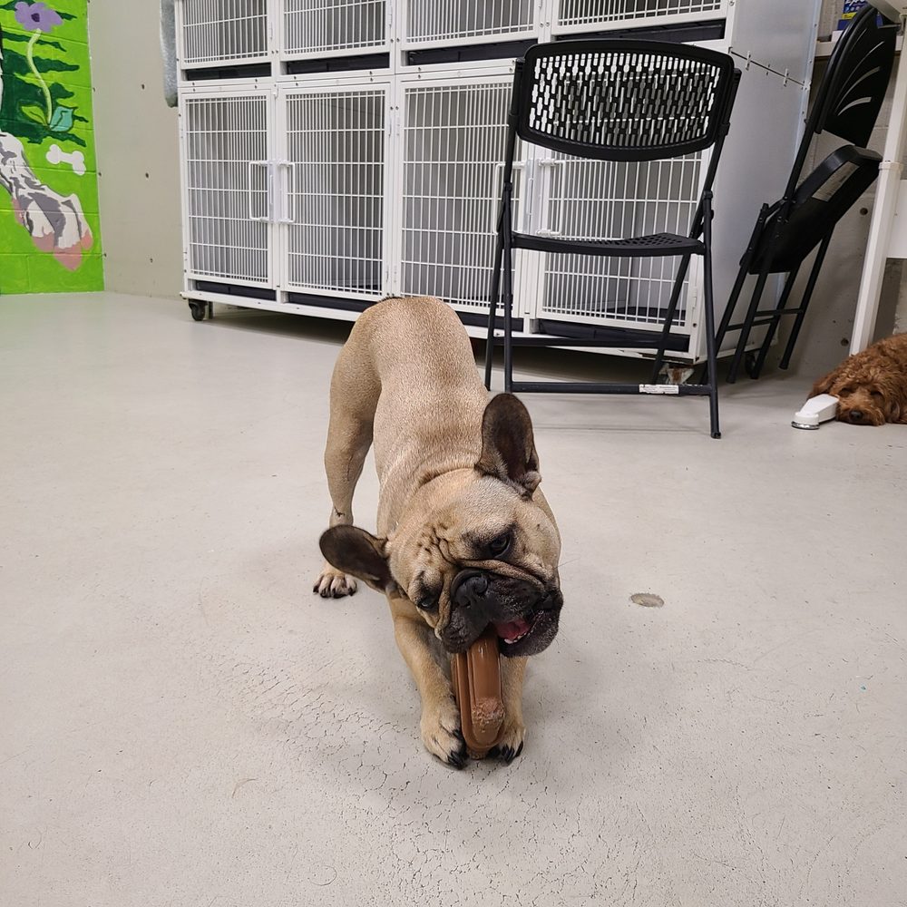 Disneyland Doggy Daycare Dog Boarding Near Disney World 🗣️Wednesday Roll Call!! Merry Christmas Eve! We Are Happy To Celebrate  With Your Pups! 🎄❤️ Sign Up Below To Join Our Pack