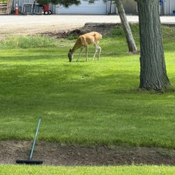 University of Montana Golf Course - Deer by the green