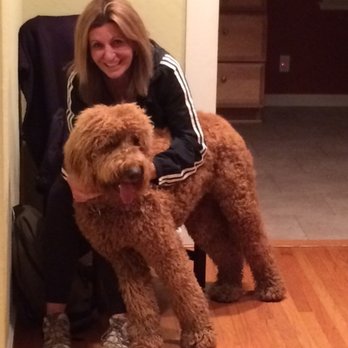 Deer Hollow Benefits - Jagger - 1 year old Golden Doodle. Great Dog! - Health Insurance Offices Near Me Deer Hollow Benefits - Jagger - 1 year old Golden Doodle. Great Dog! - Health Insurance Offices Near Me