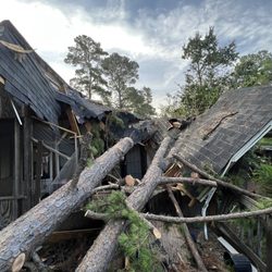 Cut Tree Texas