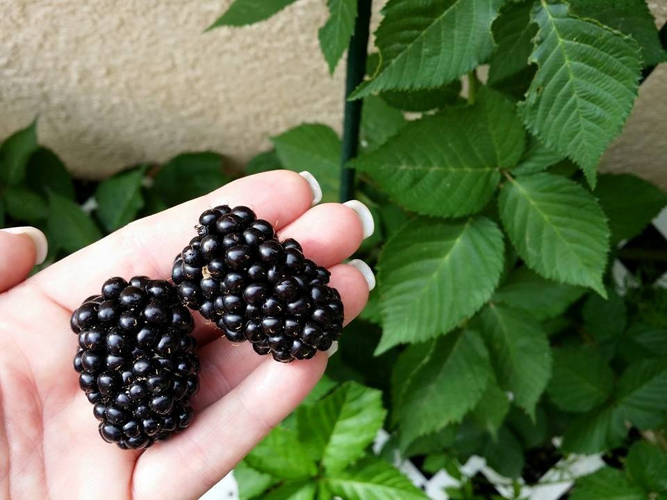 CASWELL BLACKBERRY FARM Updated August 2024 133 Barnwell Rd