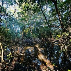 Greynolds Park - Very jungle-y