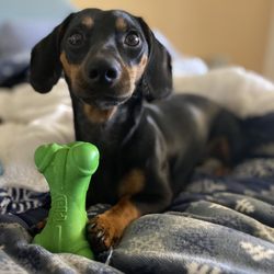 Bartram Park Animal Hospital - Bentley