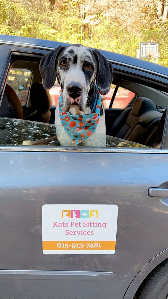 Kats Pet Sitting Services - pet boarding facility in Nashville, TN