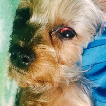 PetSmart - My Yorkies eye after she was groomed by someone at Petsmart. - Pet Stores Near Me - Austin, Texas PetSmart - My Yorkies eye after she was groomed by someone at Petsmart. - Pet Stores Near Me - Austin, Texas