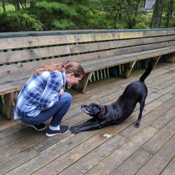 Dog Speak - A smiling woman crouches down facing a black dog who is bowing and looking up at her.