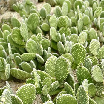 Desert Botanical Garden - Bunny tail cacti - Botanical Gardens Near Me - Phoenix, Arizona Desert Botanical Garden - Bunny tail cacti - Botanical Gardens Near Me - Phoenix, Arizona
