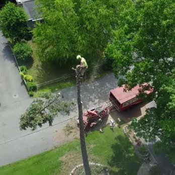 Jersey’s Urban Axe Men - an aerial view of a tree - Landscaping Near Me Jersey’s Urban Axe Men - an aerial view of a tree - Landscaping Near Me