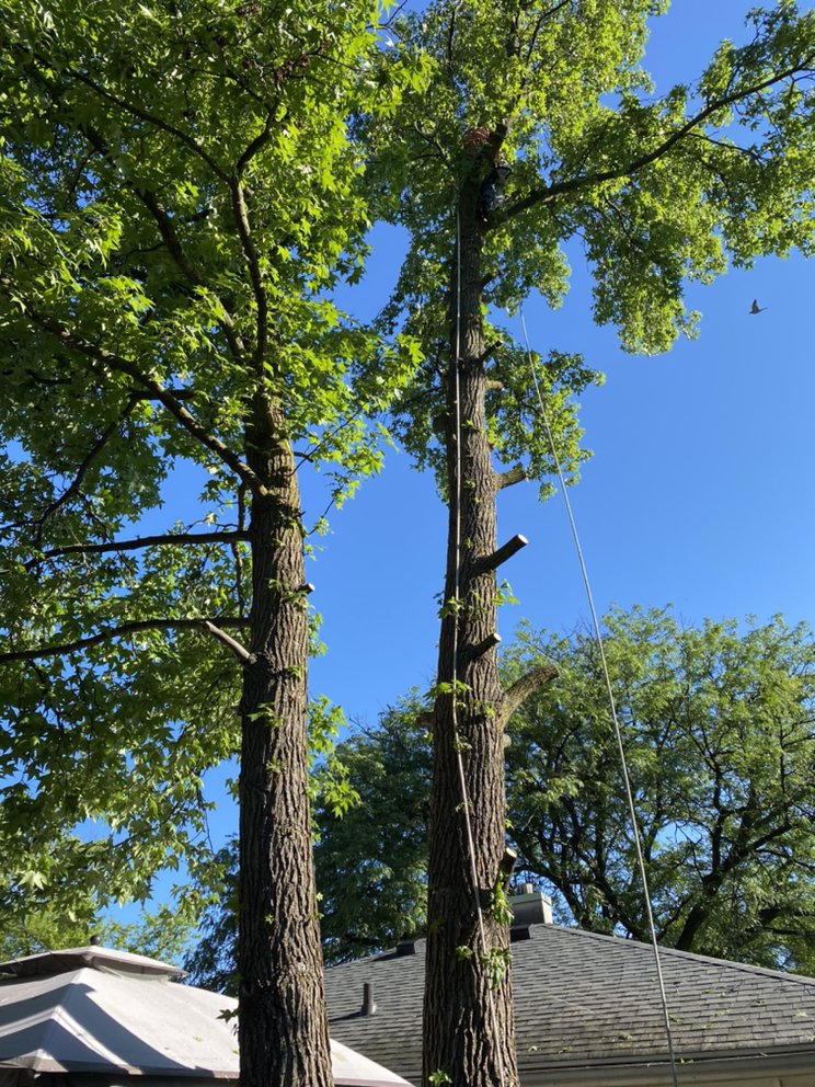 R&C Tree And Landscaping services - tree service in Lawrence, IN