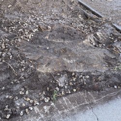 1 Tree Expert - Stump not sufficiently grounded down