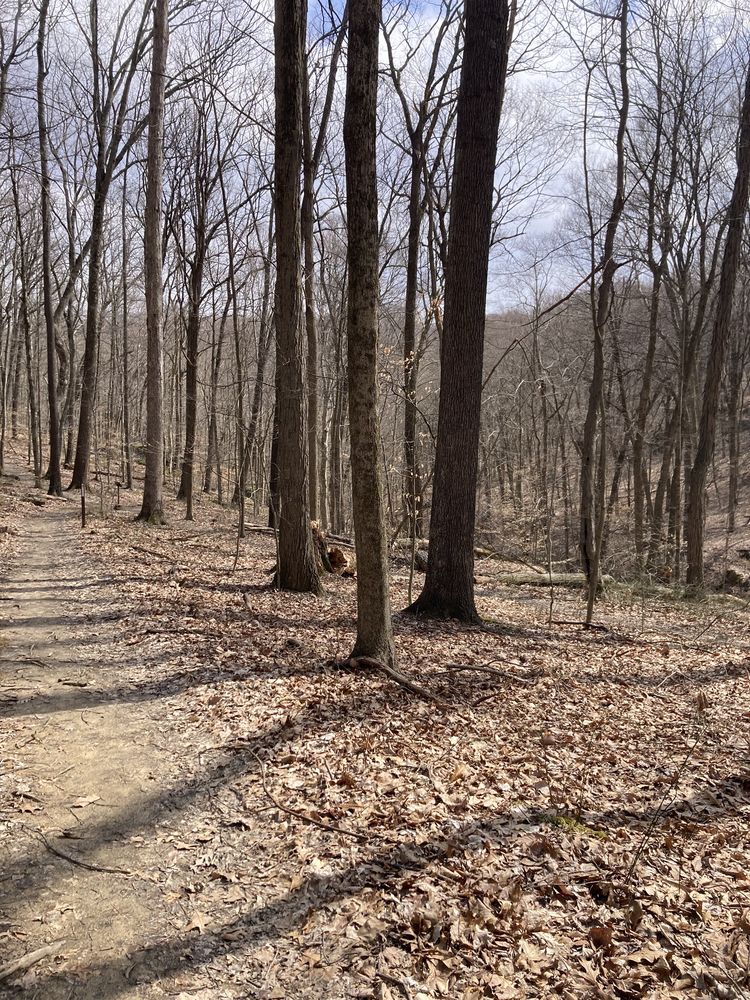 Boch Hollow State Nature Preserve Logo