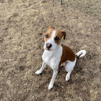 Rexpointe Kennels - Pet Sitting Near Me - Troy, Michigan