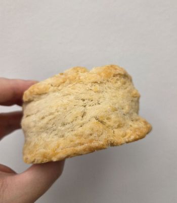 Kitten and the Bear by null