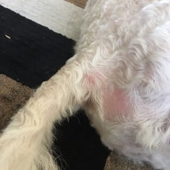 First-Col Pet Salon - Asked them not to cut too short, shaved my dog and even removed hair completely next to a very sensitive area. Negative 10 stars - Pet Stores Near Me - Arcadia, California